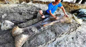 Massive, 1,100-Pound Dinosaur Bone Unearthed in France