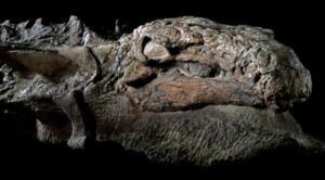 Nodosaur Dinosaur ‘Mummy’ Unveiled With Skin And Guts Intact in Canada