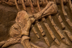 Animal bones at Indian Mesolithic Sites