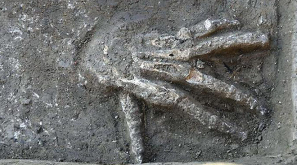 An amazing discovery in Egypt – The bones of a 3600-year-old giant palm