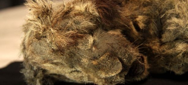 Well Preserved Cave Lion Cub Found to be a 28,000-Year-Old Female