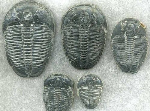 500 Million-Year-Old Human Footprint Fossil Baffles Scientists
