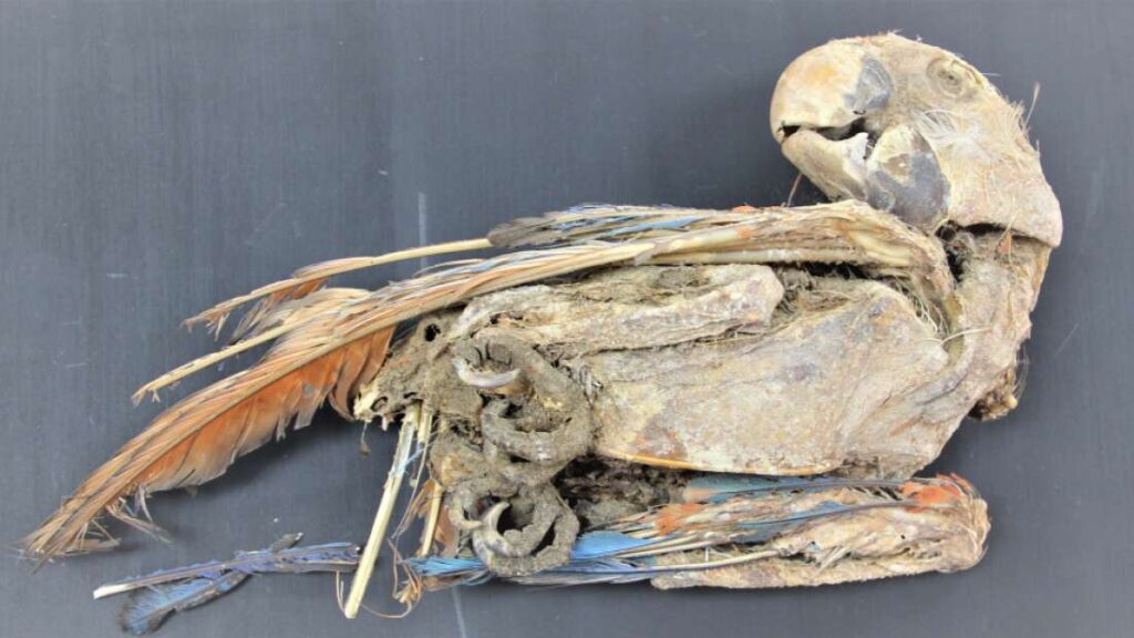 Mummified Parrots Found In The Atacama Desert Transported Hundreds Of Miles While Alive