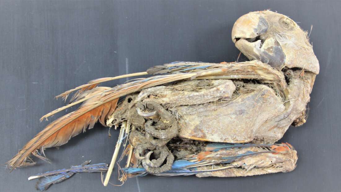 Mummified Parrots Found In The Atacama Desert Transported Hundreds Of Miles While Alive