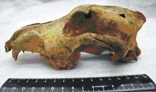 An ancient dog skull from 33,000 years ago discovered in Siberia