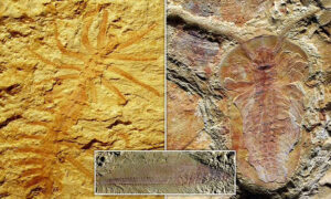518-Million-Year-Old-Rocks Suggest Animal And Human Life May Have First Emerged In China