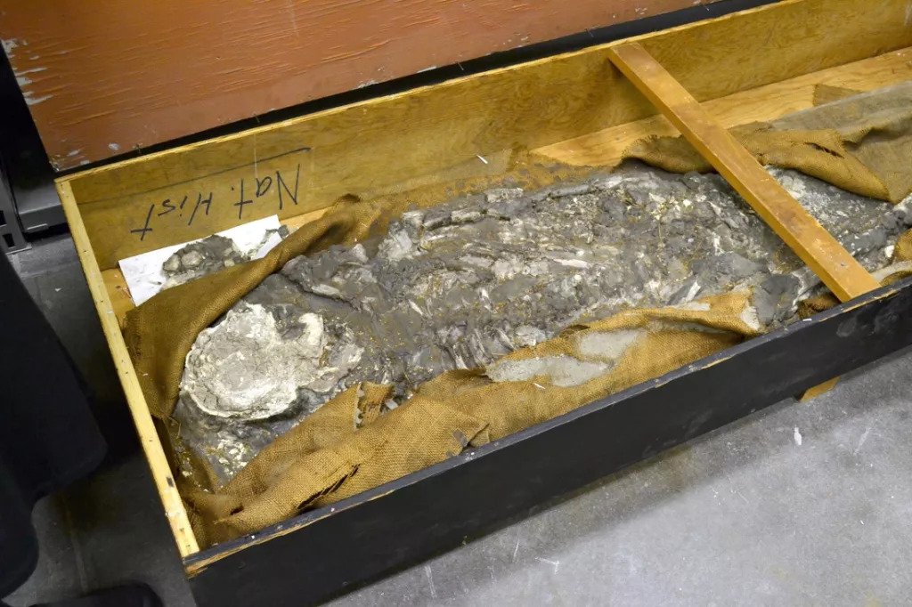 The rediscovery of ‘Noah’, a 6,500-year-old skeleton, who survived a Great Flood