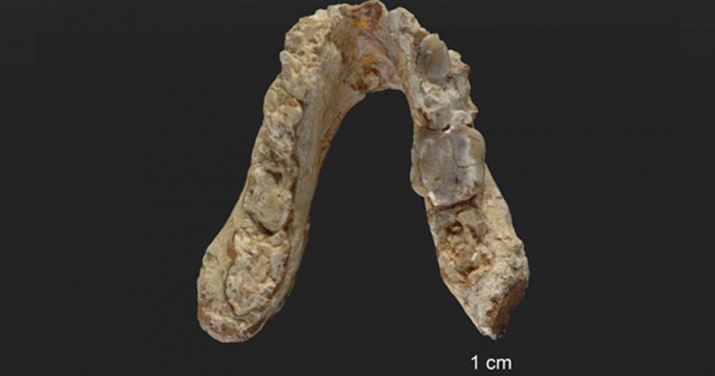 First Human Ancestor Came from Europe Not Africa, 7.2 million-year-old Fossils Indicate