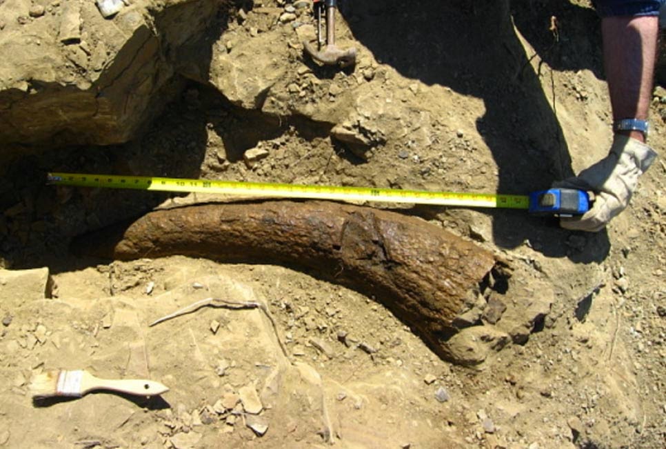 Triceratops Horn Dated To 33,500 Years – Did Humans Walk The Earth With Dinosaurs?