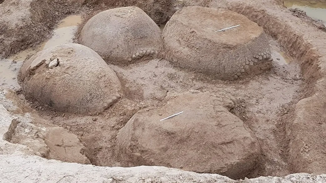 Ancient Armadillo The Size Of A Car Discovered By Farmer In Argentina