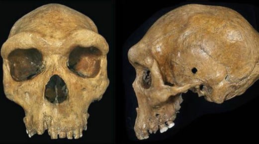 Prehistoric Skulls With Bullet Holes: An Unsolved Ancient Mystery – Who Shot Them?