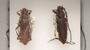 Perfectly-preserved ‘bog beetles’ nearly as old as Egypt’s pyramids