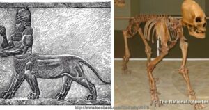 Skeletal Remains Of Half-Cat / Half-Human Now On Display In Cairo Museum