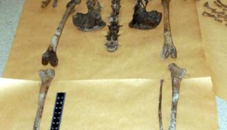What were remains of 1,000-year-old African skeleton doing in England?