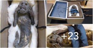 Mystery of a 300-year-old mummified ‘mermaid’ with ‘human face’ and tail has baffled scientists