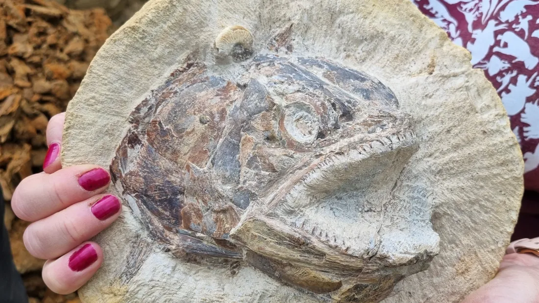 Incredible Fossil Fish From The Jurassic Unearthed In Farmer’s Field