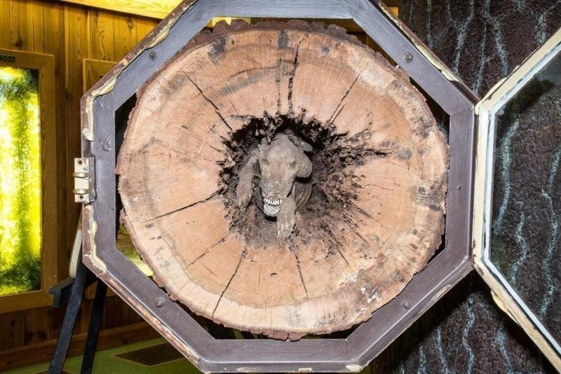 Dog found MUMMIFIED inside tree trunk after getting stuck chasing raccoon 20 years earlier