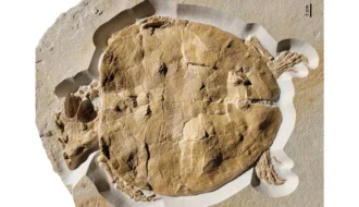 Beautifully Complete 150-Million-Year-Old Turtle Fossil Discovered In Germany