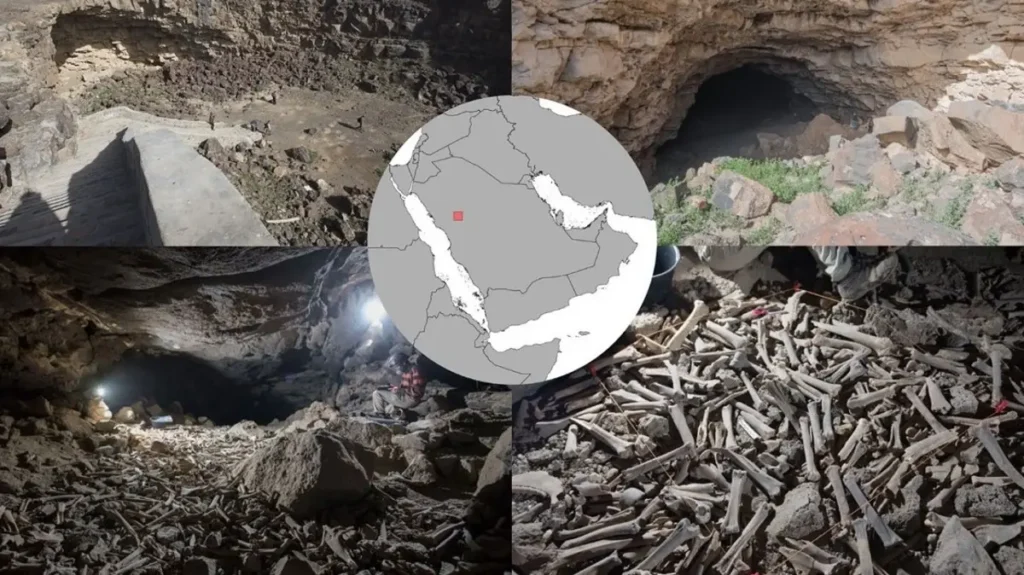 Scientists discover hundreds of thousands of animal, and human bones in Saudi Arabia cave