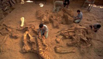 GSI scientists stumble upon 100-million-year-old dinosaur bones in India